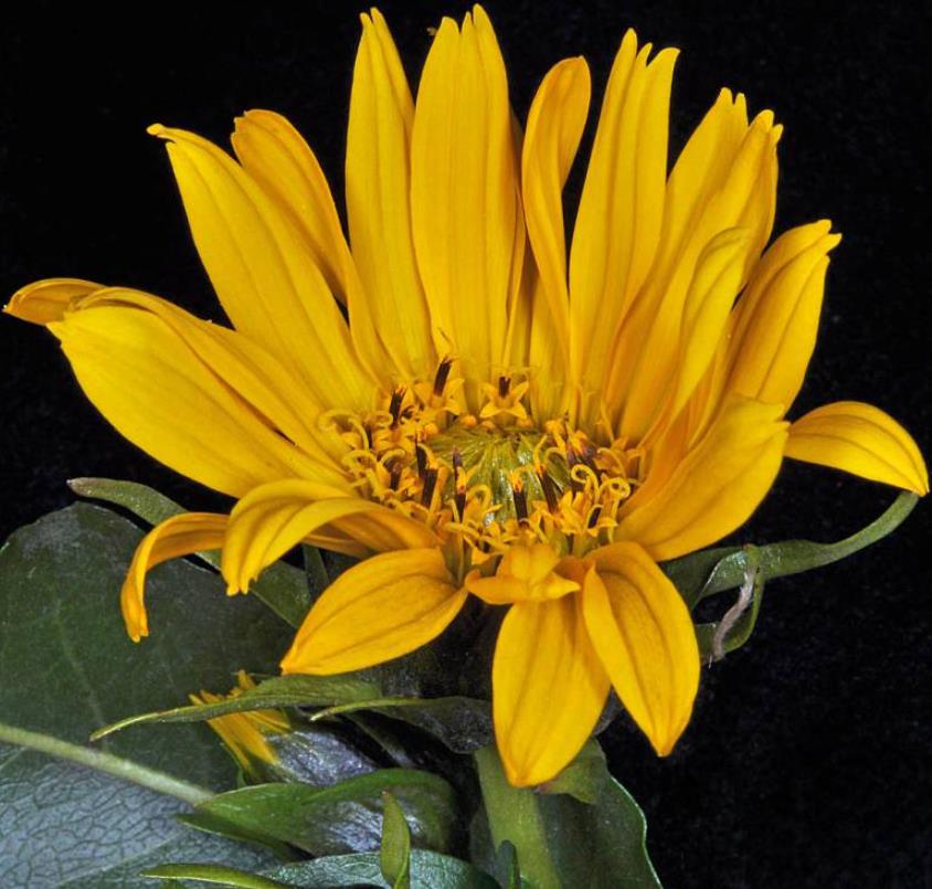 Orelha de Mula do Norte, Girassol Anão Liso, Northern Mule's Ears - Wyethia amplexicaulis (Espeletia amplexicaulis)