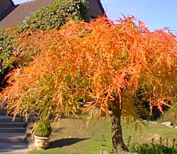 Acer palmatum Dissectum - Maple Folha de Renda, Maple Cascata, Bordo Cascata
