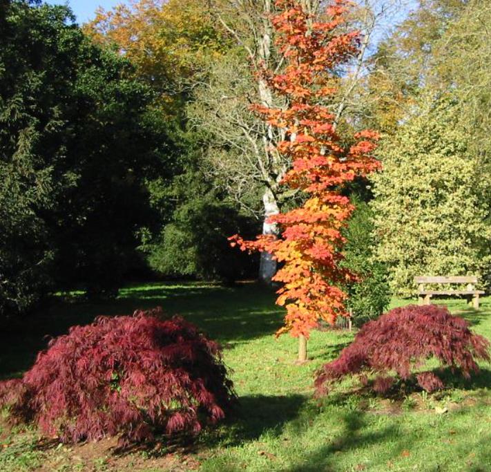 Acer pseudosieboldianum - Maple Purplebloom, Bordo Coreano