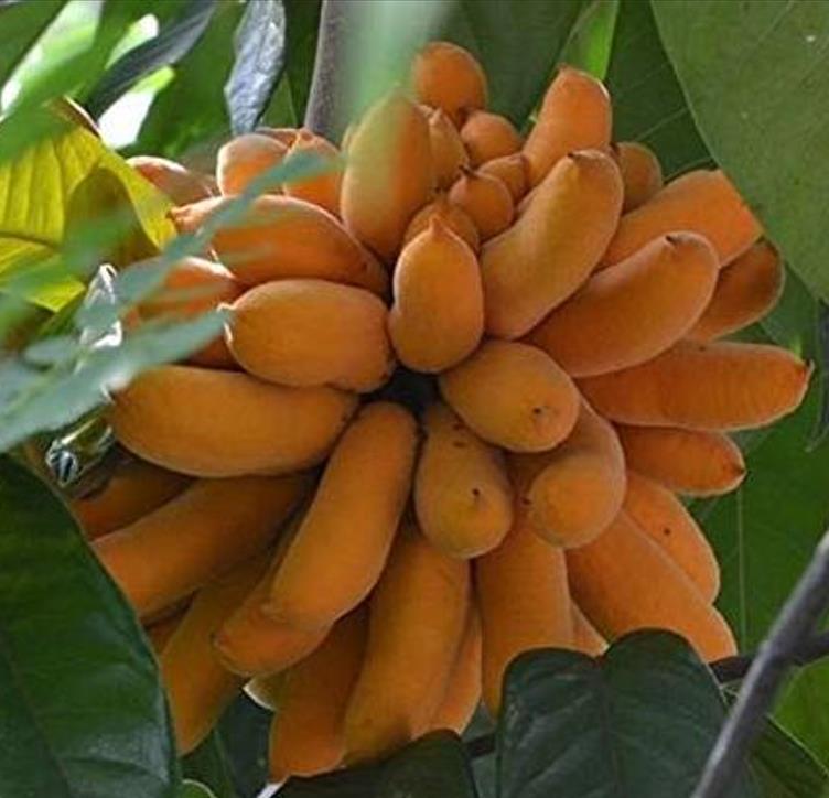 Uvaria littoralis  - Uvaria Litoral, Finger Fruit