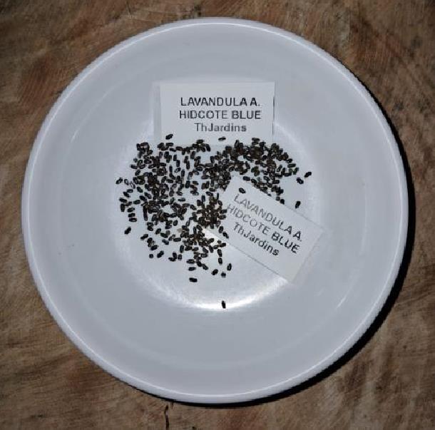 Lavandula angustifolia Hidcote blue - Lavanda Inglesa Azul, Alfazema Azul, Lavanda Azul