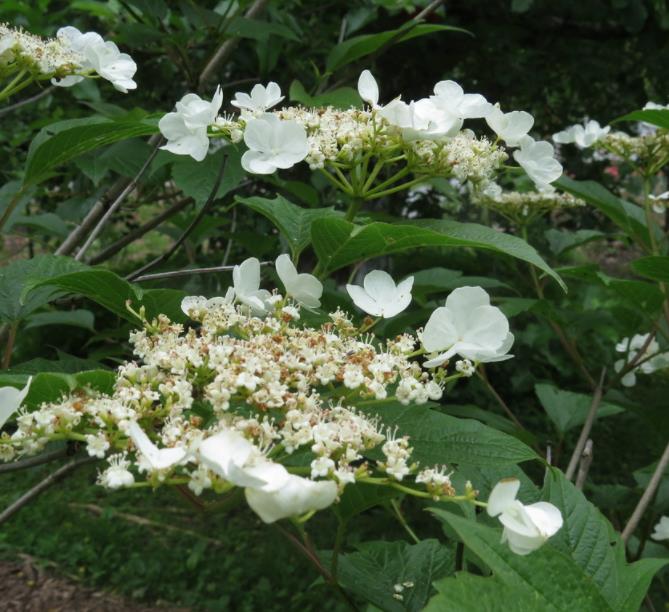 Viburnum trilobum - Cereja americana, Cranberry, Cramberry