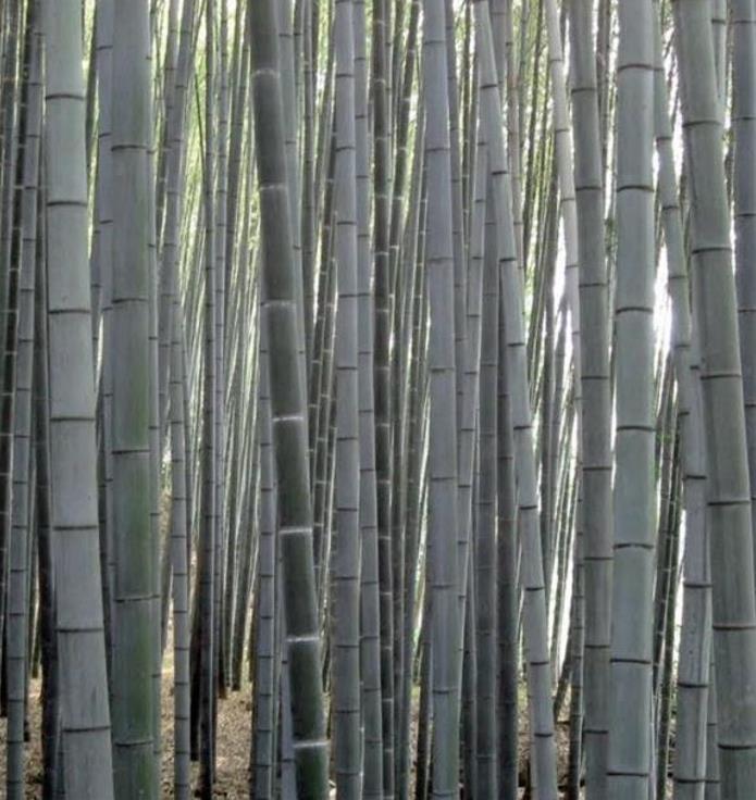 Dendrocalamus membranaceus - Bambu Branco Gigante, Bambu Gigante, Bambu Branco