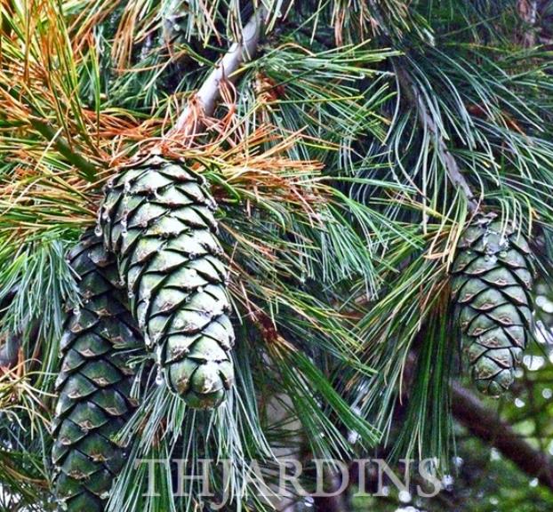 Pinus armandii - Davids Pine, Pinheiro Branco Chinês, Hua Shan Song (Chinês)