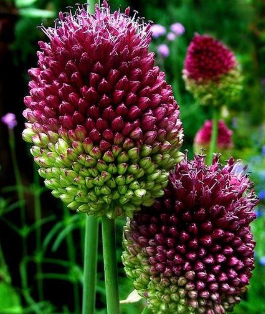 Allium sphaerocephalon - Alho Porró Flor Ornamental Comestível