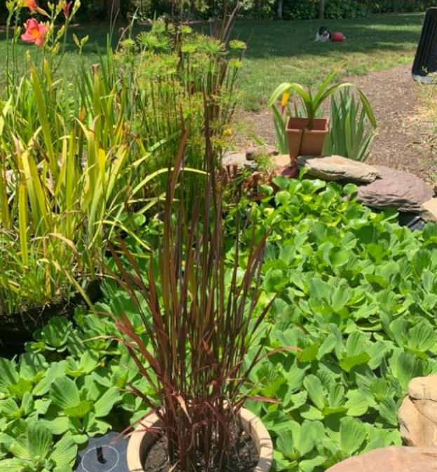 Oryza sativa Black madras  - Arroz ornamental  comestível Black madras, arroz Chartreuse (comestível)