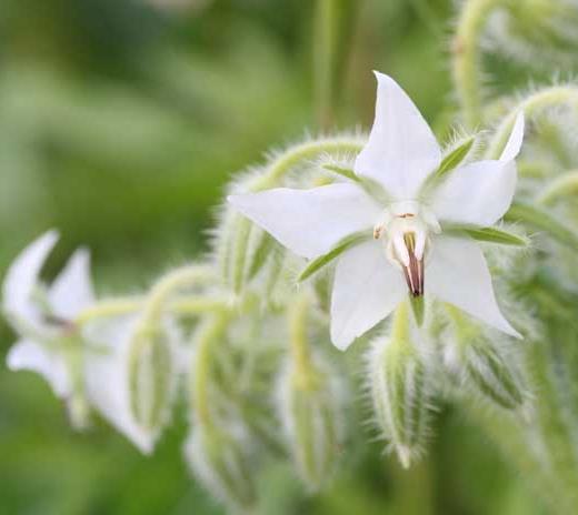 Borago Officinalis Alba - Borragem, Flor Da Alegria, Borage Floração Branco