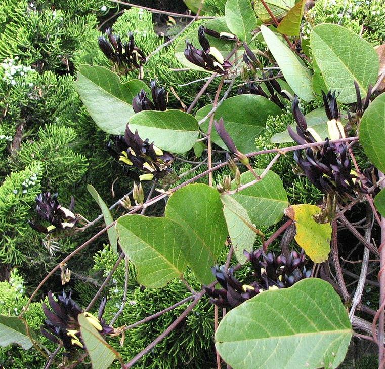 Kennedia nigricans - Trepadeira Pássaro Negro - Black Coral Pea