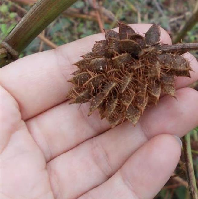 Glycyrrhiza glabra - Alcaçuz, Liquorice, Licorice, Raiz doce, Regaliz