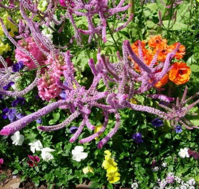 Psylliostachys suworowii Pink Pokers - Alecrim Do Pântano, Alecrim Pink Pokers, Lavanda Mar, Limonium Suworowii