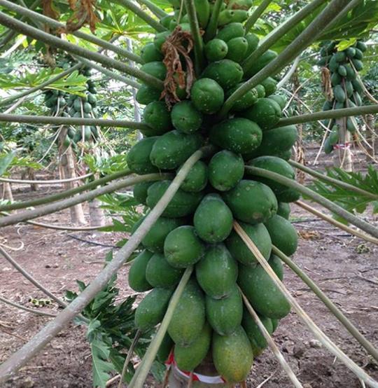 Carica papaya 'Coorg Honey Dew' - Papaya Honey Dew, Papaia Orvalho de mel, Mamão papaia Orvalho de mel