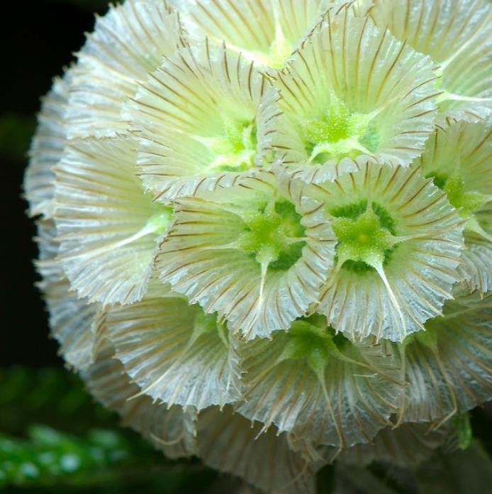 Scabiosa stellata - Escabiosa Flor Lua de Papel, Escabiosa Flor das Estrelas, Ping Pong Starflower