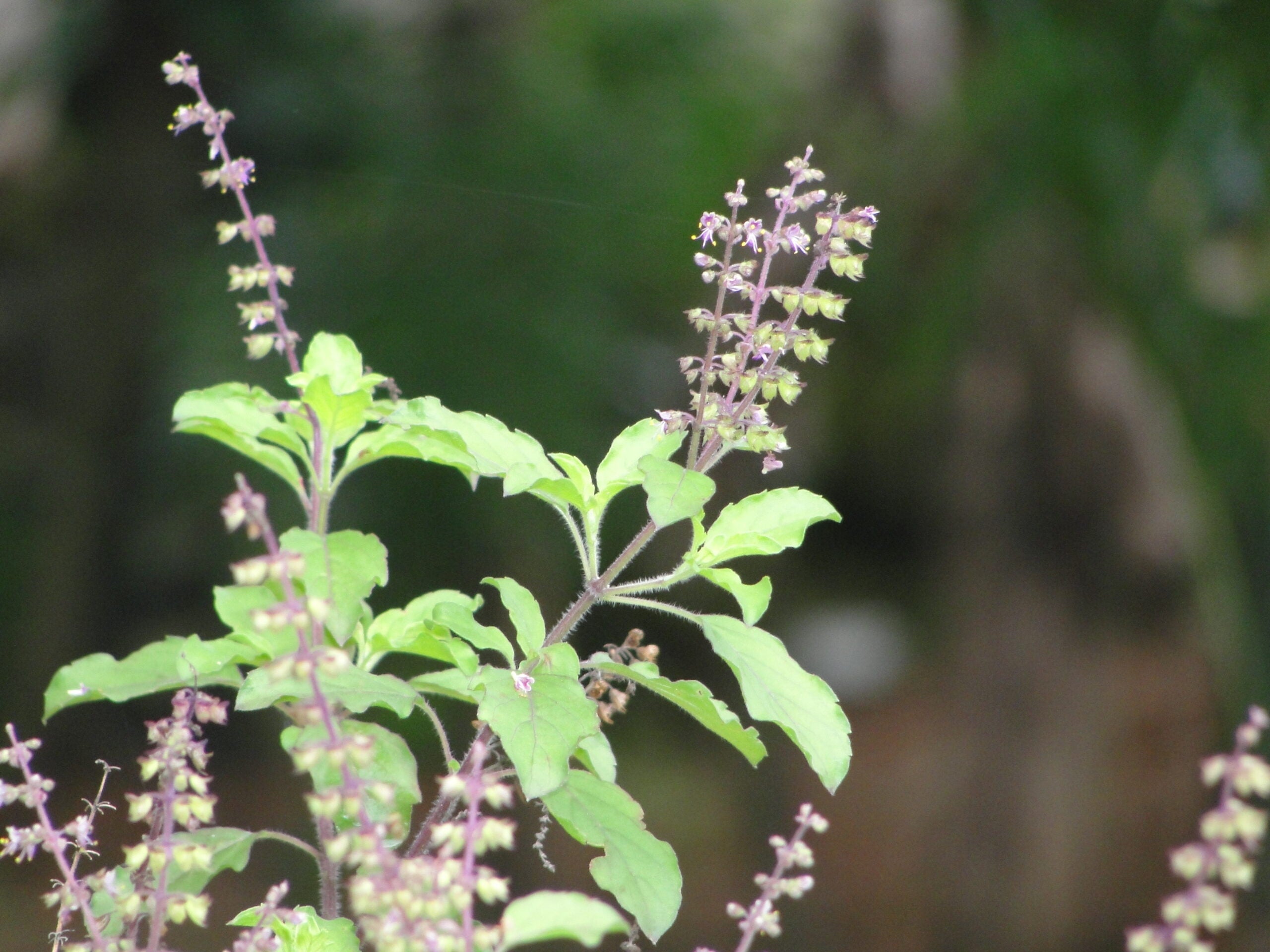 Ocimum tenuiflorum - Manjericão Sagrado, Manjericão-Santo, Tulsi