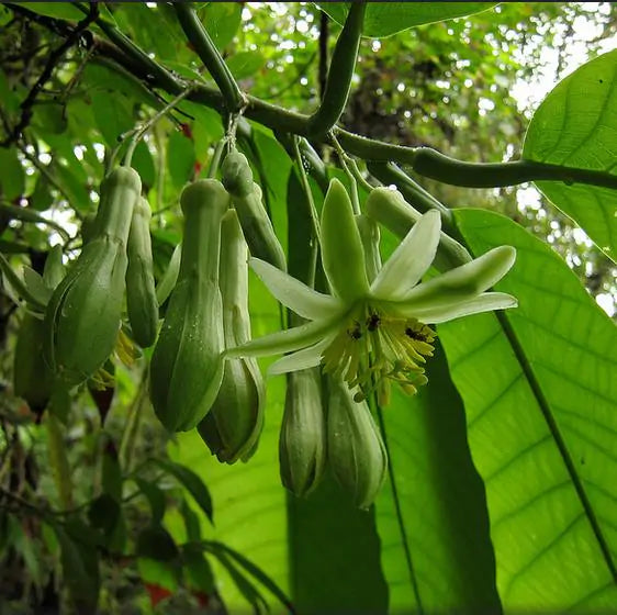 Passiflora macrophylla - Maracujá de árvore, árvore da flor da paixão, granadila del monte