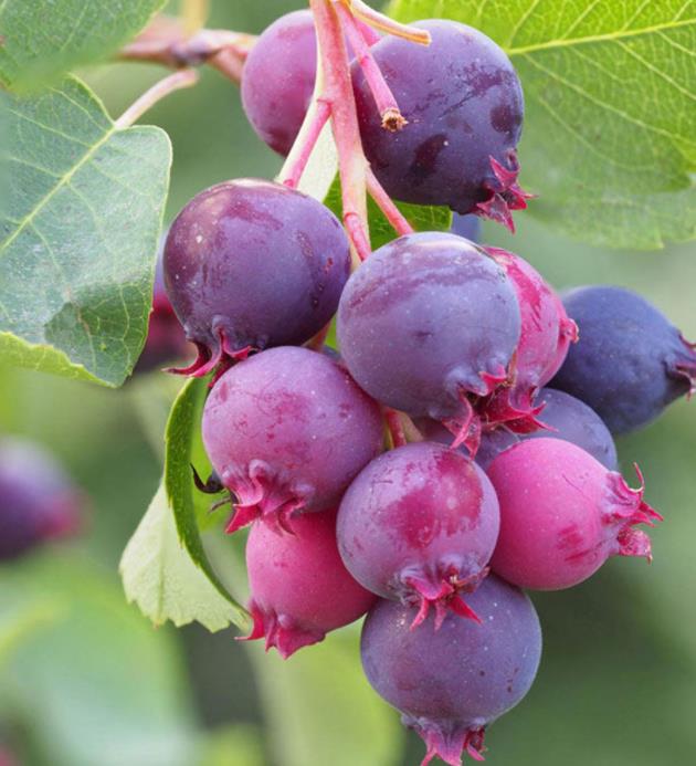 Amelanchier alnifolia - Cereja Saskatoon, Framboesa Saskatoon, Saskatoon Berry