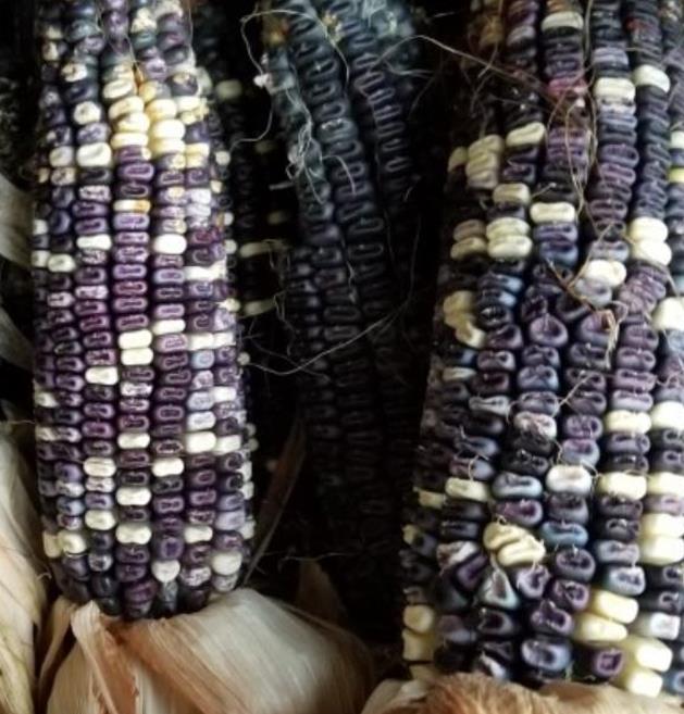 Zea mays Cherokee White Eagle (C.O) - Milho Cherokee Águia Branca