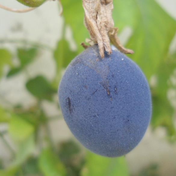 Passiflora morifolia - Maracujá doce azul, maracujá doce roxo