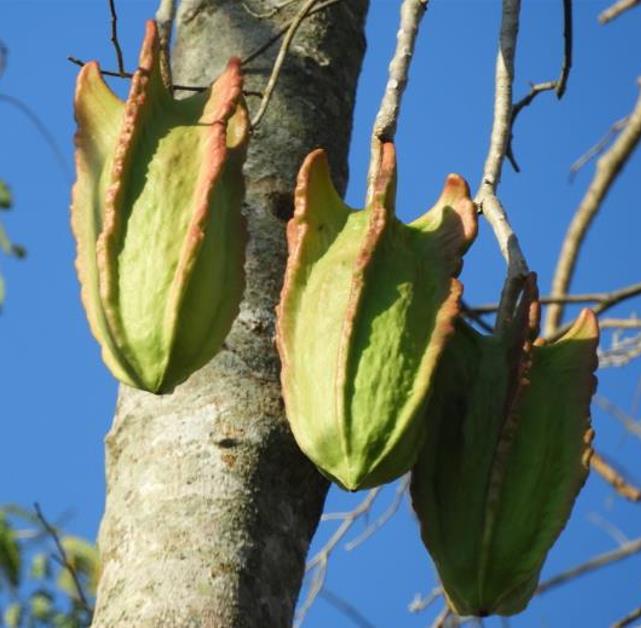 Jacaratia mexicana 'Maroon' - Nome comum: Jacaratia Mexicana, Mamão Papaya Mexicano, Jacarácia, Mamão B