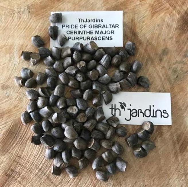 Cerinthe major 'Purpurascens' - Orgulho de Gibraltar, Blue Honeywort, Pride of Gibraltar, Flor de Cera Púrpura