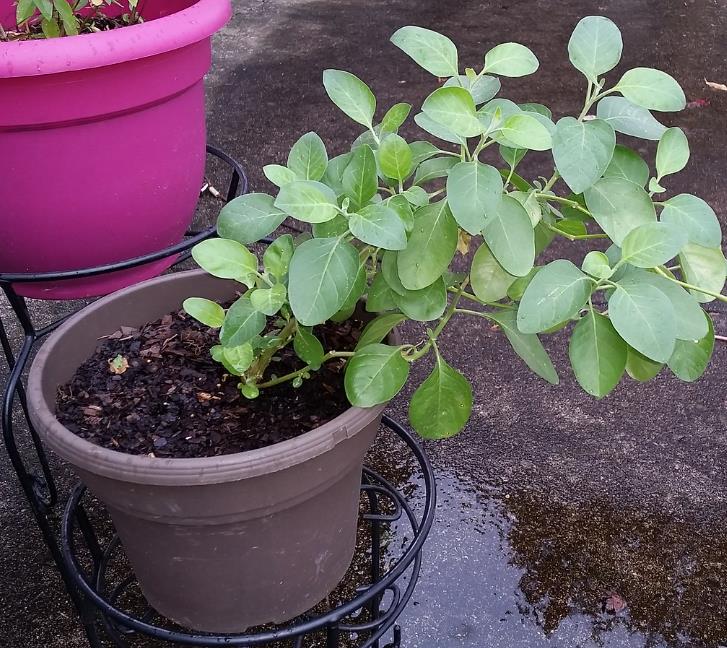 Withania Somnifera - Ashwagandha, Ginseng Indiano, Cereja de Inverno