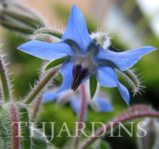 Borago Officinalis - Borrage, Flor Da Alegria