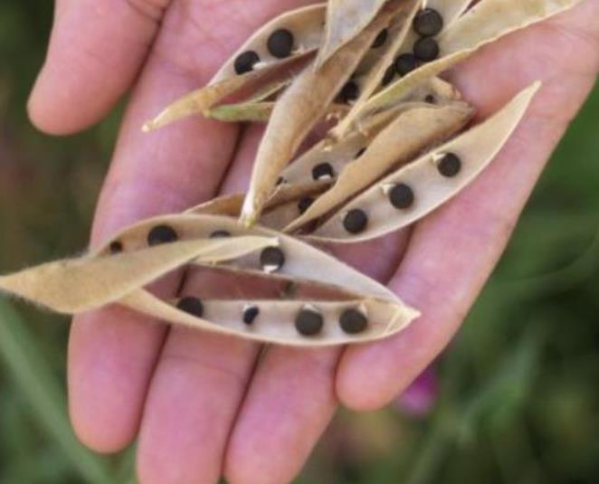 Lathyrus odoratus 'Nimbus Spencer' - Ervilha Doce Nimbus Spencer, Ervilha Doce Perfumada Nimbus
