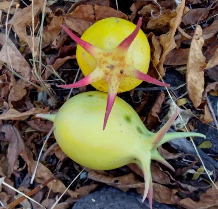 Jarilla caudata - Mamão caudata, Mamão de Coroa, Carica caudata, Jarilla