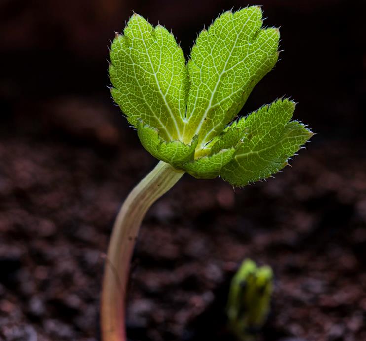 Astrantia maxima (Astrantia heterophylla, Astrantia speciosa) - Estrela Maior, Grande Obra-Prima, Masterwort