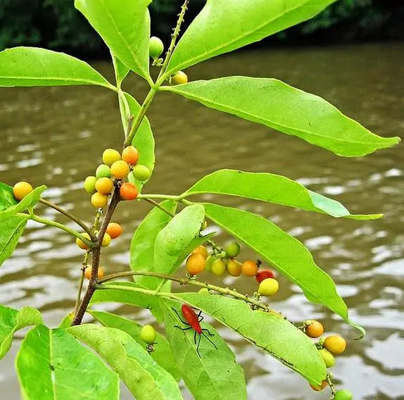 Allophylus cobbe - Cereja indiana doce, Allophylus indiano, Lichia Manbi