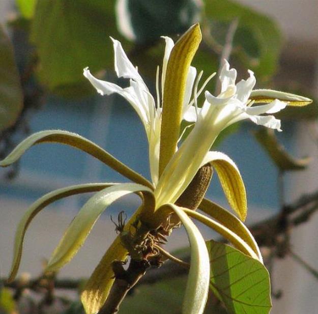 Pterospermum acerifolium - Árvore de karnikara, Árvore Bayur, Dinner Plate Tree