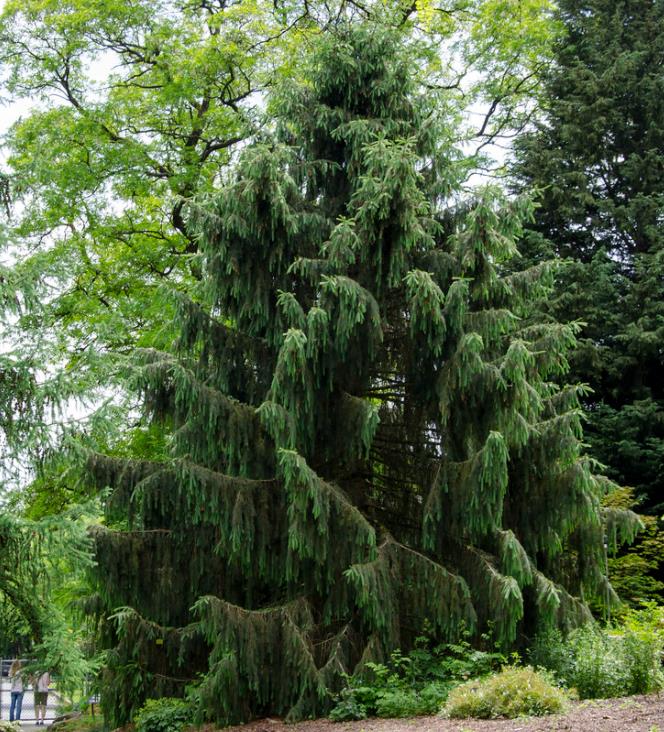 Picea smithiana - Pinheiro-picea morinda