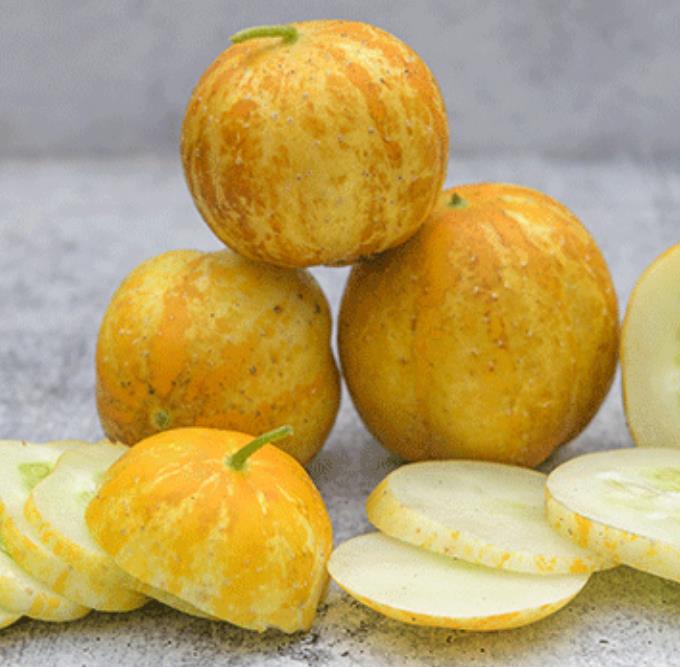 Cucumis melo Lemon Cucumber - Melão Pepino Doce