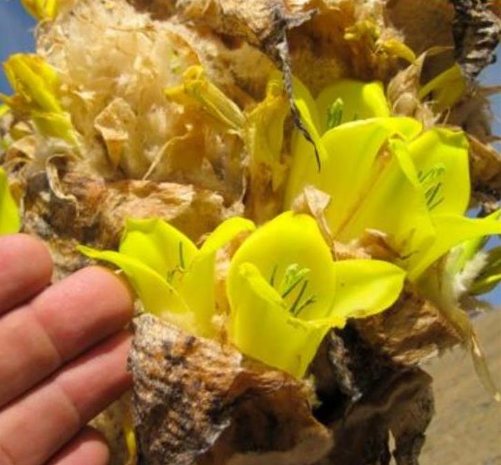 Puya yakespala - Bromélia Princesa Iluminada, Bromélia Amarela do Deserto
