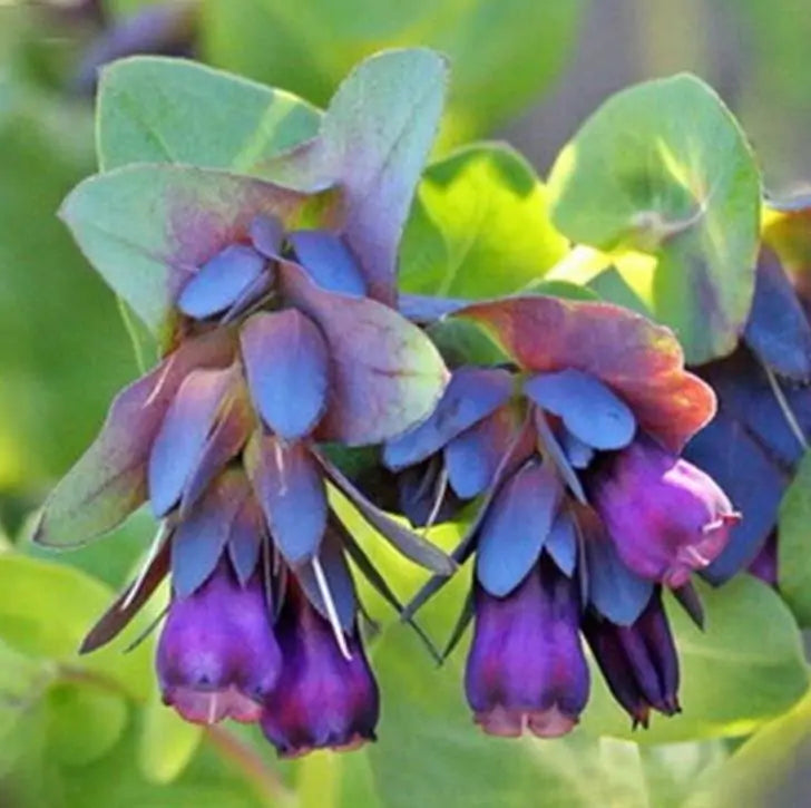 Cerinthe major 'Purpurascens' - Orgulho de Gibraltar, Blue Honeywort, Pride of Gibraltar, Flor de Cera Púrpura