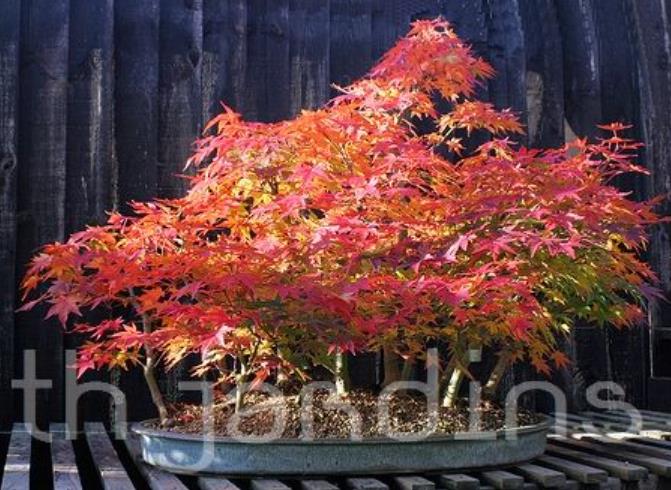 Acer pseudosieboldianum - Maple Purplebloom, Bordo Coreano