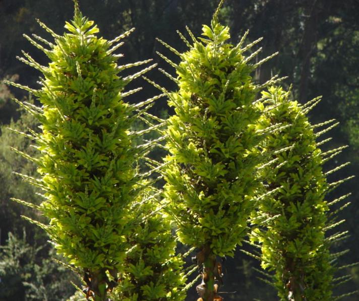 Puya chilensis - Bromélia do Chile, Chagual