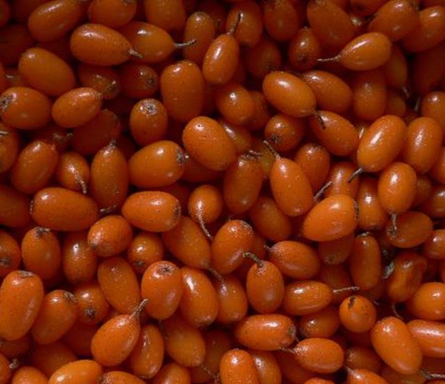 Hippophae rhamnoides (Elaeagnus rhamnoides) - Cereja do Mar, Espinheiro Marítimo, Sea Buckthorn