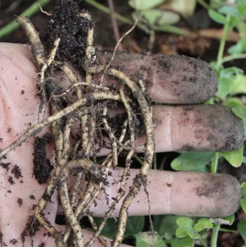 Astragalus schelkovnikovii - Erva da Longevidade,  Astragalo Armênio, Locoweed