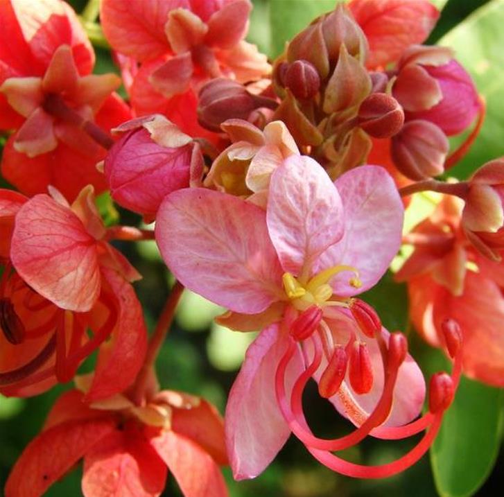 Cassia roxburghii (Cassia marginata) - Cassia vermelha, Árvore chuveiro vermelho, Árvore de Chuva Arco-Íris, Senna do C