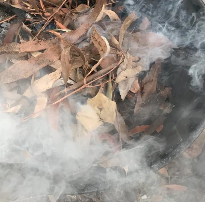 Smoke Seed Primer Plus - Super Smoke Plus (Disco de Fumaça para Germinação) - Disco de Fumaça para tratamento e quebra d