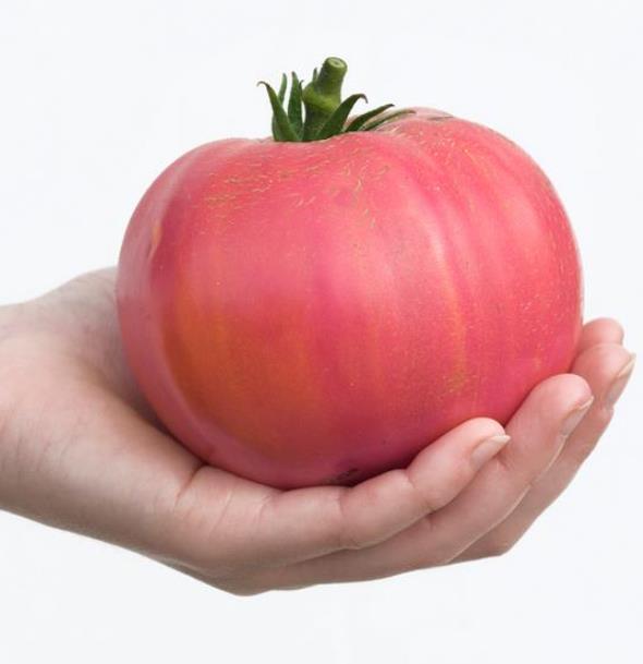 Solanum lycopersicon Rose de Berne - Tomate Rosado de Berna, Tomate Rosa da Suíça, Tomate Rose de Berne