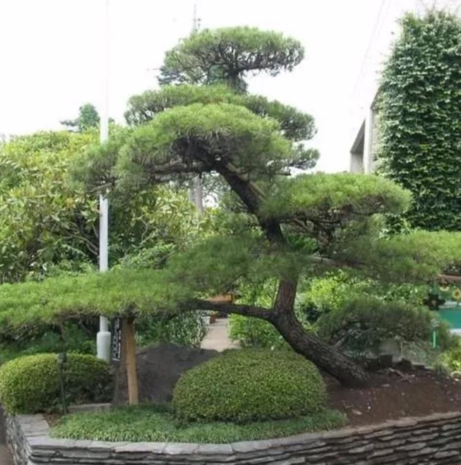Pinus thunbergii - Pinheiro negro Japonês