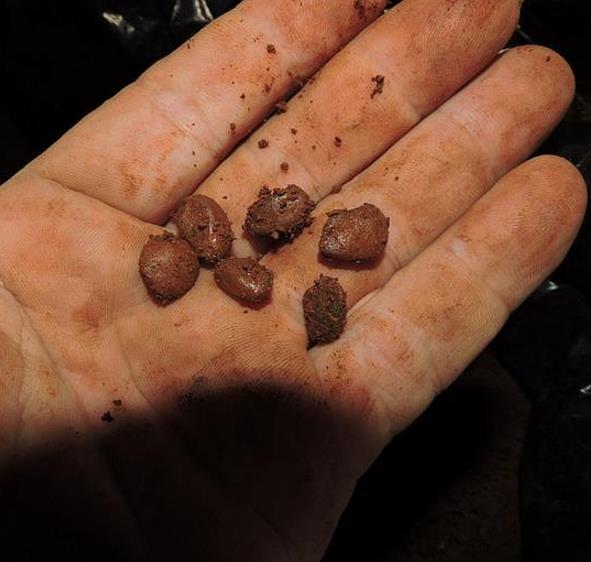 Alibertia patinoi (Borojoa patinoi) - Borojó, Borojo, Borojoa