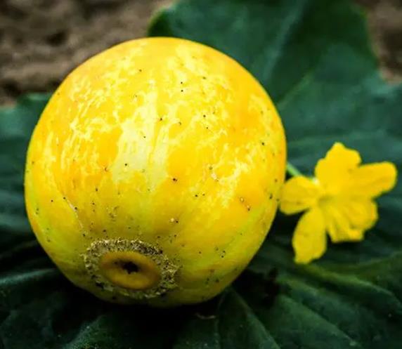 Cucumis melo Lemon Cucumber - Melão Pepino Doce