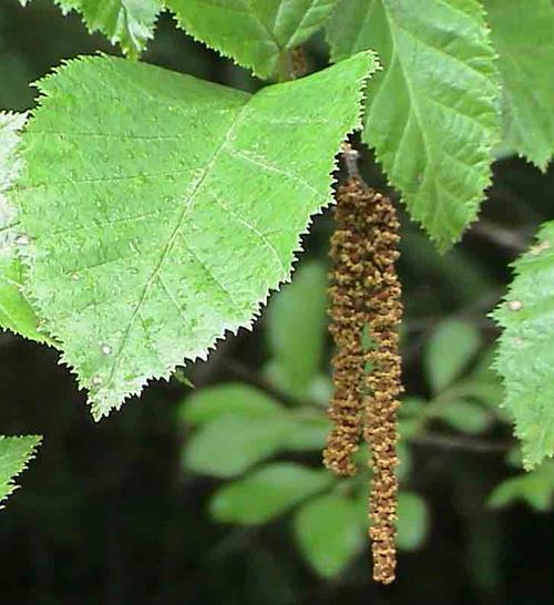 Alnus rubra - Amieiro Vermelho, Amieiro do Oregon, Amieiro Ocidental