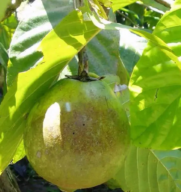 Alibertia patinoi (Borojoa patinoi) - Borojó, Borojo, Borojoa