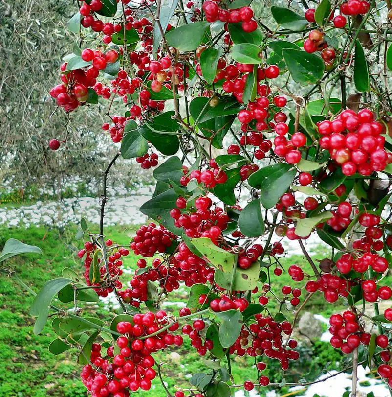 Smilax aspera - Salsaparrilha, Trepadeira Salsaparrilha, Zarzaparilla, Alegria do Campo