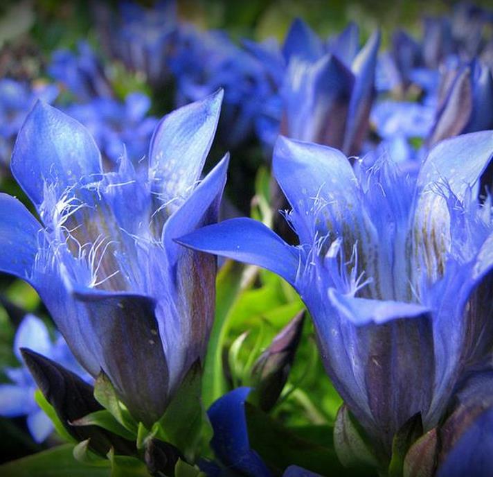 Gentiana asclepiadea - Genciana Salgueiro, Genciana de Serralha, Willow Gentian