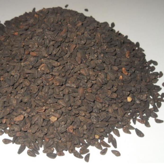 Ipomoea tricolor - Trepadeira Glória da manhã, Morning glory, Corda de viola, Campainha, Tililtzin,