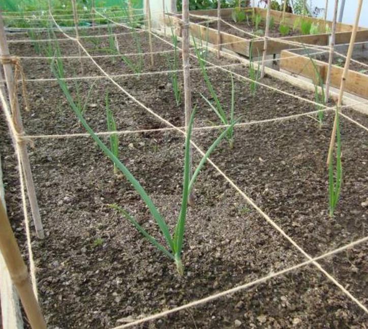 Allium cepa Mammoth Red Onion (C.O) - Cebola Mamute Vermelha, Cebola Gigante Vermelha